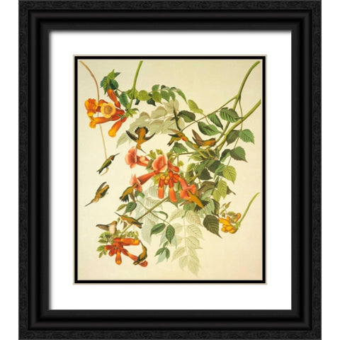 Ruby-Throated Hummingbird Black Ornate Wood Framed Art Print with Double Matting by Audubon, John James