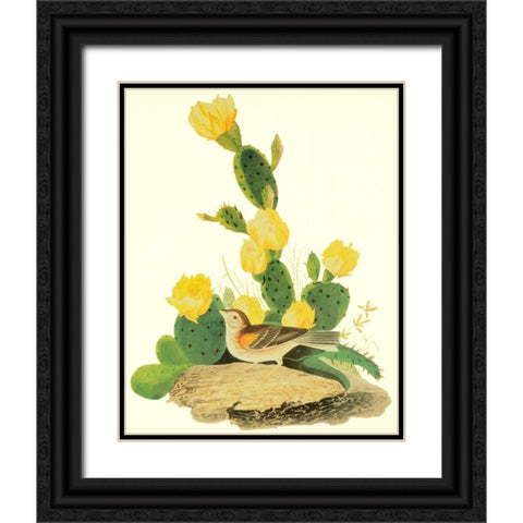 Grass Finch Or Bay-Winged Bunting Black Ornate Wood Framed Art Print with Double Matting by Audubon, John James