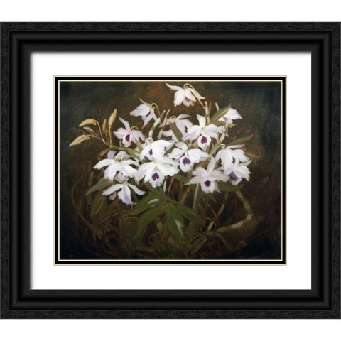 Dinrobium Orchids Black Ornate Wood Framed Art Print with Double Matting by Park, James Stuart