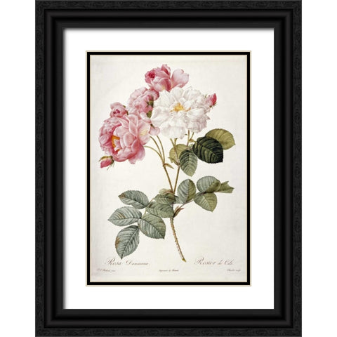 Damask Rose Black Ornate Wood Framed Art Print with Double Matting by Redoute, Pierre Joseph