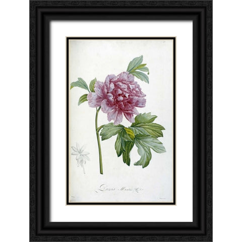 Engraving of a Peony Black Ornate Wood Framed Art Print with Double Matting by Redoute, Pierre Joseph