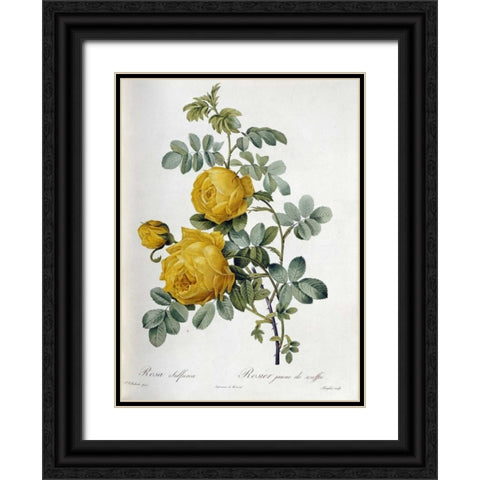 Rosa Sulfurea Black Ornate Wood Framed Art Print with Double Matting by Redoute, Pierre Joseph