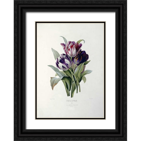 Tulips Black Ornate Wood Framed Art Print with Double Matting by Redoute, Pierre Joseph