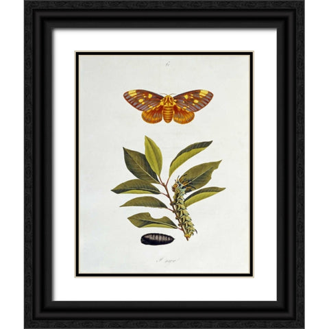 The Natural History of The Rarer Lepidopterous Insects of Georgia 1794 Black Ornate Wood Framed Art Print with Double Matting by Abbot, John