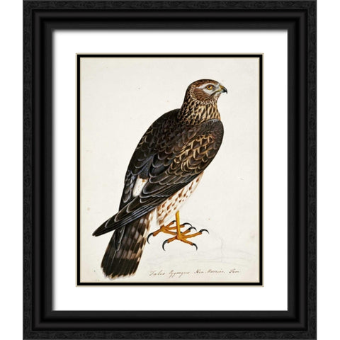 Falco Pygargus, Hen-Harrier, Fem Black Ornate Wood Framed Art Print with Double Matting by Atkinson, Rev. Christopher