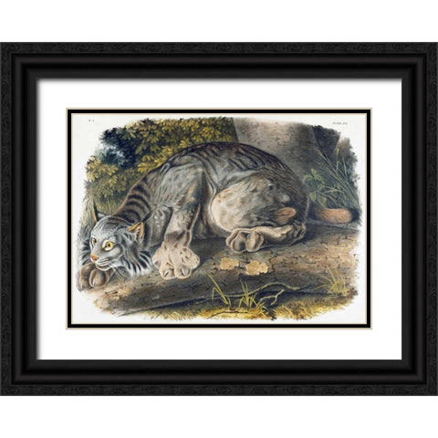 Canada Lynx Black Ornate Wood Framed Art Print with Double Matting by Audubon, John James