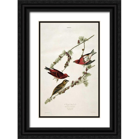 Purple Finch Black Ornate Wood Framed Art Print with Double Matting by Audubon, John James