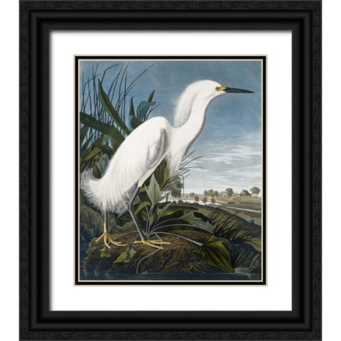 Snowy Heron Black Ornate Wood Framed Art Print with Double Matting by Audubon, John James