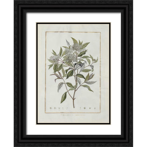 Cornus Black Ornate Wood Framed Art Print with Double Matting by Lheritier De Brutelle, Charles-Louis