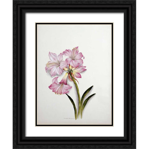 Amaryllis Belladonna Black Ornate Wood Framed Art Print with Double Matting by Dixie, Ethel May