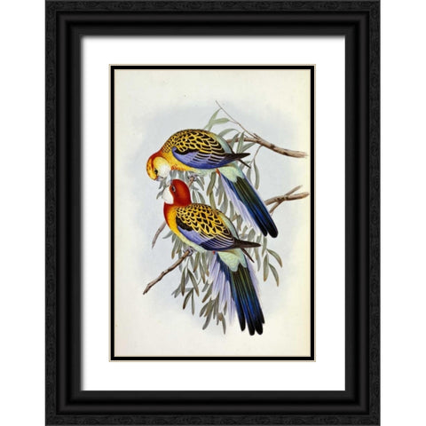 Eastern Rosella Black Ornate Wood Framed Art Print with Double Matting by Glover, John