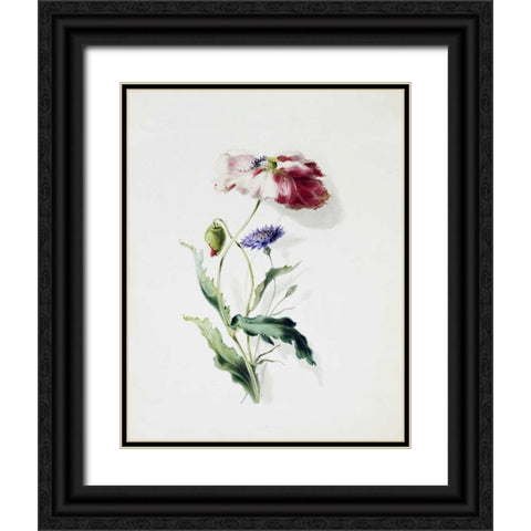 A Scarlet Poppy and a Cornflower Black Ornate Wood Framed Art Print with Double Matting by Holland, Thomas