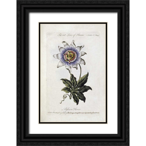 Passion Flower Black Ornate Wood Framed Art Print with Double Matting by Parkinson, Thomas
