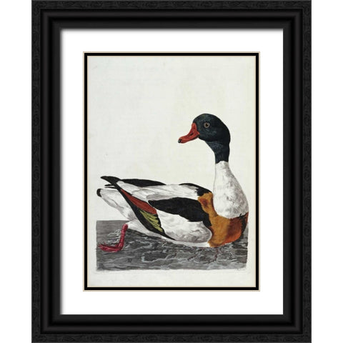 Hand Colored Engraving of a Duck Black Ornate Wood Framed Art Print with Double Matting by Pennant, Thomas