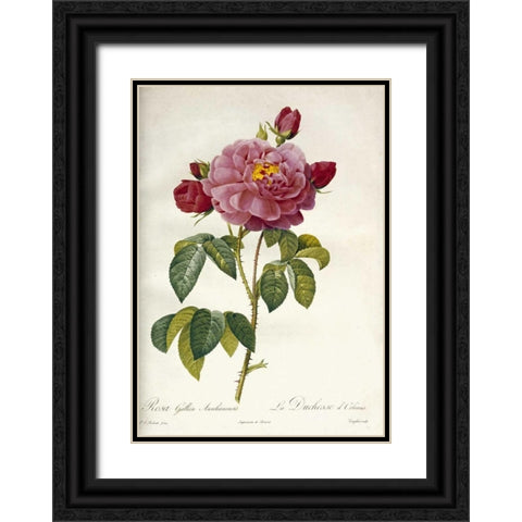 Les Duchess DOrleans Rose Black Ornate Wood Framed Art Print with Double Matting by Redoute, Pierre Joseph