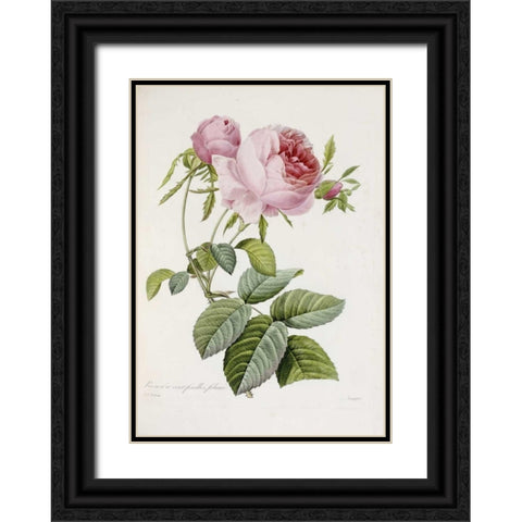 Rose Black Ornate Wood Framed Art Print with Double Matting by Redoute, Pierre Joseph