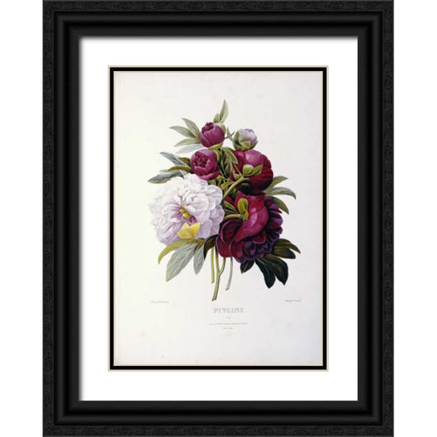 Peonies Black Ornate Wood Framed Art Print with Double Matting by Redoute, Pierre Joseph
