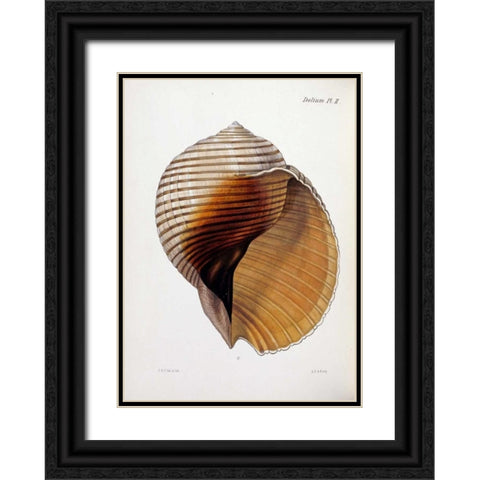 Concholigia Iconica Black Ornate Wood Framed Art Print with Double Matting by Reeve, Lovell Augustus