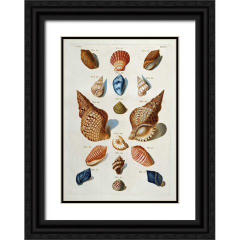 A Selection of Seashells Black Ornate Wood Framed Art Print with Double Matting by Regenfuss, Franz Michael