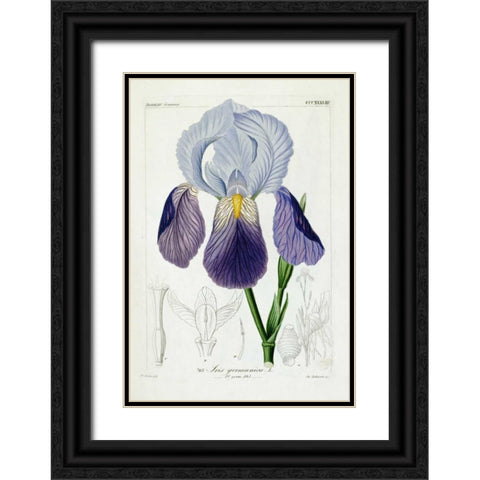 Bearded Iris Black Ornate Wood Framed Art Print with Double Matting by Reichenbach, H.G.L.