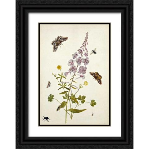 Rosebay Willowherb and Buttercups Black Ornate Wood Framed Art Print with Double Matting by Robins, Thomas Jr.