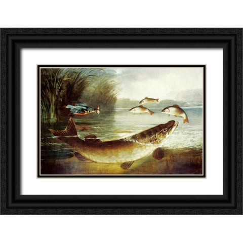 A Kingfisher and a Pike Capturing Perch Black Ornate Wood Framed Art Print with Double Matting by Rolfe, Henry Leonidas