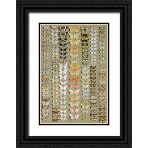One Hundred and Fifty-Eight Moths Black Ornate Wood Framed Art Print with Double Matting by Rowan, Marian Ellis