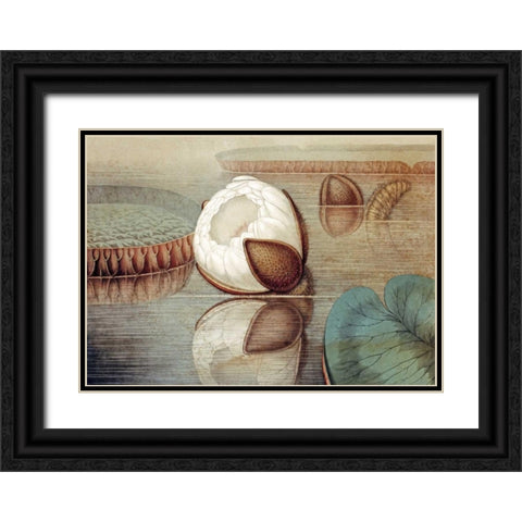 The Great Water Lily of America Black Ornate Wood Framed Art Print with Double Matting by Sharp, William