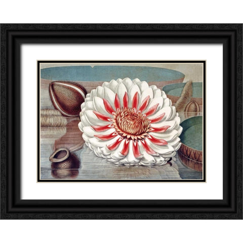 The Great Water Lily of America - Complete Bloom Black Ornate Wood Framed Art Print with Double Matting by Sharp, William