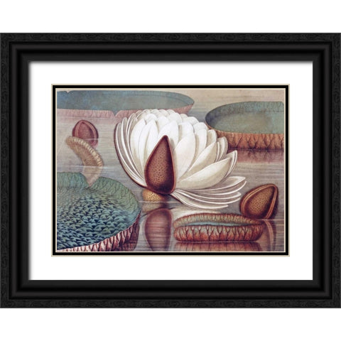 The Great Water Lily of America - Opening Flower Black Ornate Wood Framed Art Print with Double Matting by Sharp, William