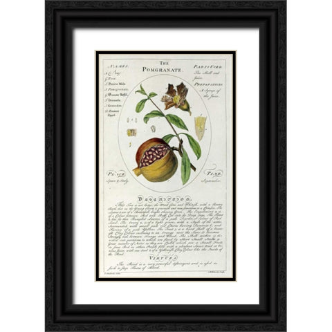 The Pomegranate Black Ornate Wood Framed Art Print with Double Matting by Sheldrake, Timothy