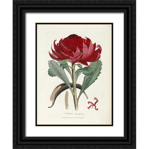 A Specimen of The Botany of New Holland Black Ornate Wood Framed Art Print with Double Matting by Smith, James Edward