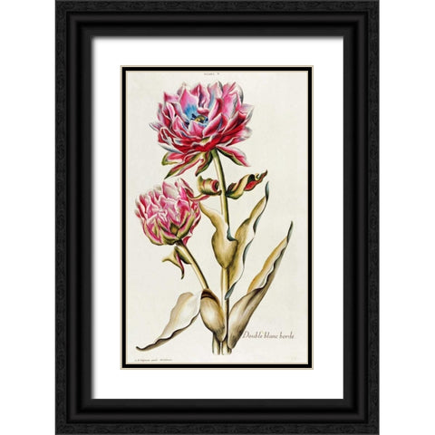 A Double White Edged Tulip Black Ornate Wood Framed Art Print with Double Matting by Trew, Christoph Jacob