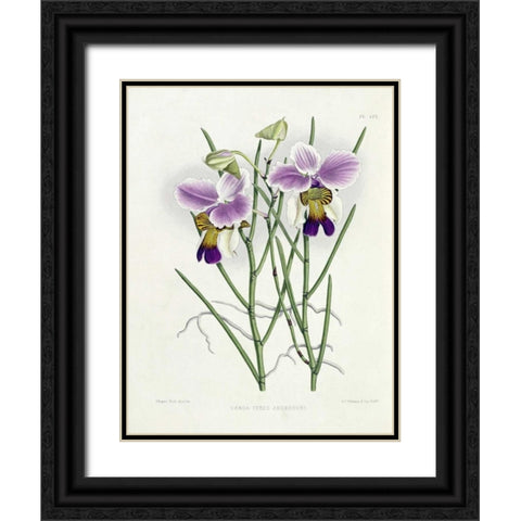 The Orchid Album Plate 475 Black Ornate Wood Framed Art Print with Double Matting by Warner, Robert