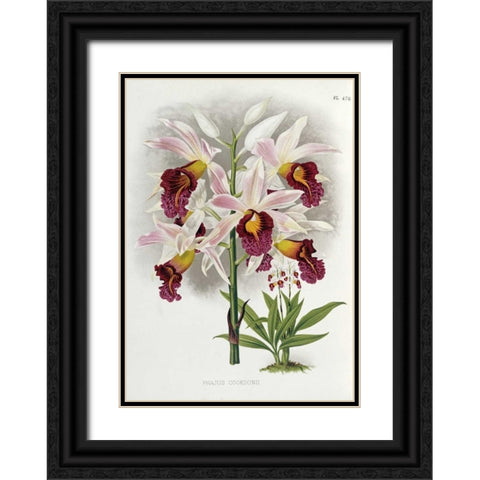Phajus Cocksonii Black Ornate Wood Framed Art Print with Double Matting by Warner, Robert
