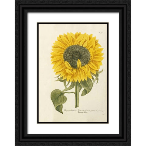Sun Flower Black Ornate Wood Framed Art Print with Double Matting by Weinmann, Johann Wilhem