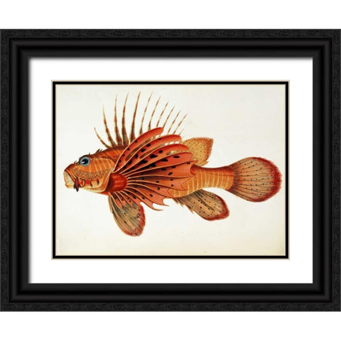 Fishes Found on The Coast of Ceylon Black Ornate Wood Framed Art Print with Double Matting by Bennett, John Whitchurch