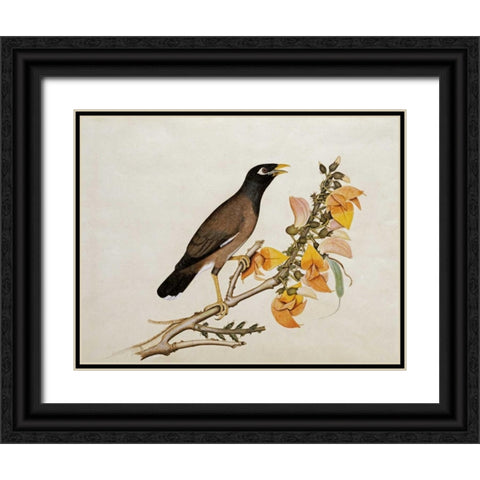 A Minah Bird Perched on a Flowering Branch Black Ornate Wood Framed Art Print with Double Matting by Calcutta School