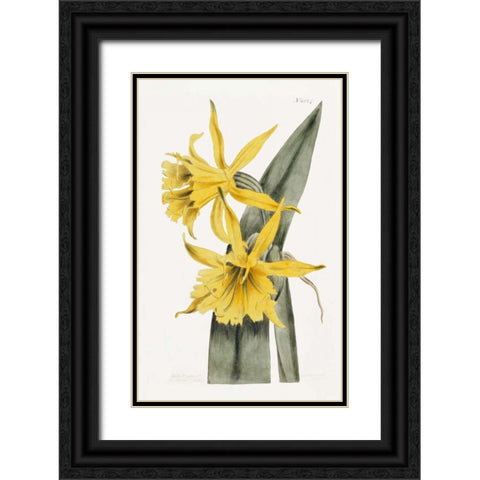 Narcissi Black Ornate Wood Framed Art Print with Double Matting by Curtis, William