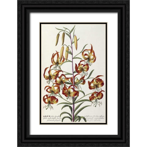 Lilium - Plantae Selectae Black Ornate Wood Framed Art Print with Double Matting by Ehret, George Dionysius