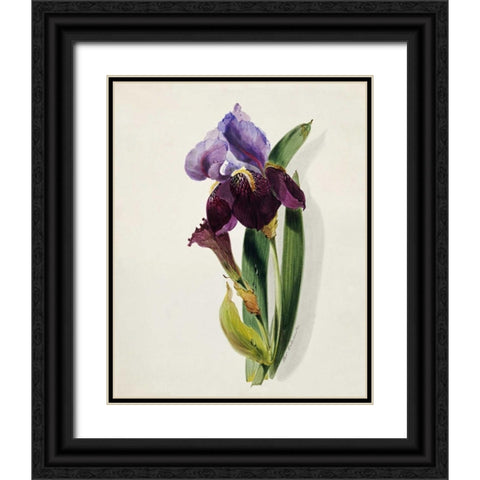 A Flag Iris Black Ornate Wood Framed Art Print with Double Matting by Holland, Thomas