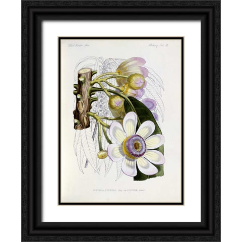 Membrillo Black Ornate Wood Framed Art Print with Double Matting by Keulemans, J.G.