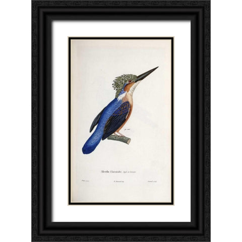 Malagasy Kingfisher Black Ornate Wood Framed Art Print with Double Matting by LaPlace, Cyrille Pierre Theodore