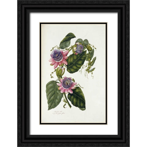Passion Flowers Black Ornate Wood Framed Art Print with Double Matting by Lawrence, Mary