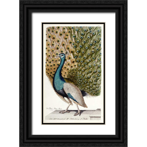 Male Peacock In Full Display Black Ornate Wood Framed Art Print with Double Matting by Leonhard, Johann