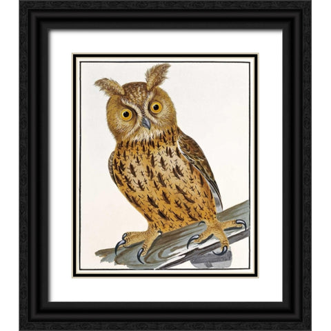 Owl Black Ornate Wood Framed Art Print with Double Matting by Lewin, William