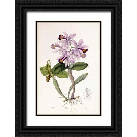 Cattleya Superba Orchid Black Ornate Wood Framed Art Print with Double Matting by Lindley, John