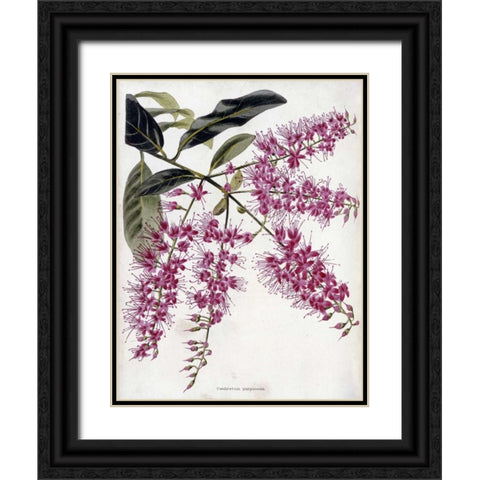 Combretum Purpureum Black Ornate Wood Framed Art Print with Double Matting by Loddiges, Conrad