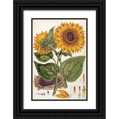 Sunflower Black Ornate Wood Framed Art Print with Double Matting by Miller, John