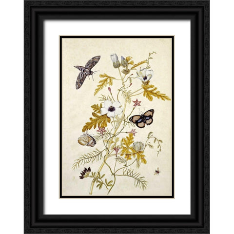 Scabious and a Cupid Flower Black Ornate Wood Framed Art Print with Double Matting by Robins, Thomas Jr.